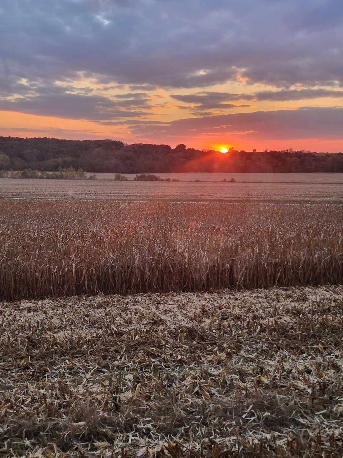 American Beef Family Farm Prime Angus
